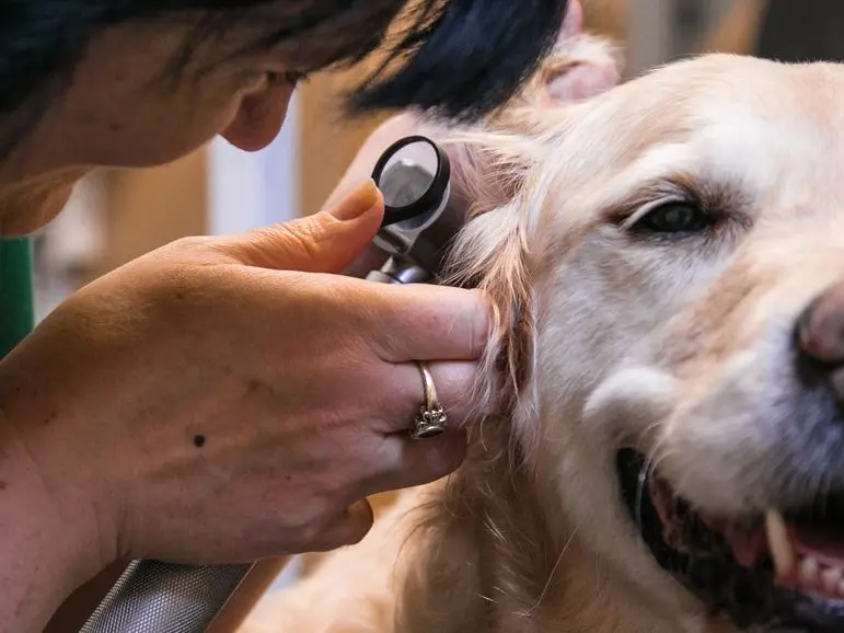 Dog being checked over by vet